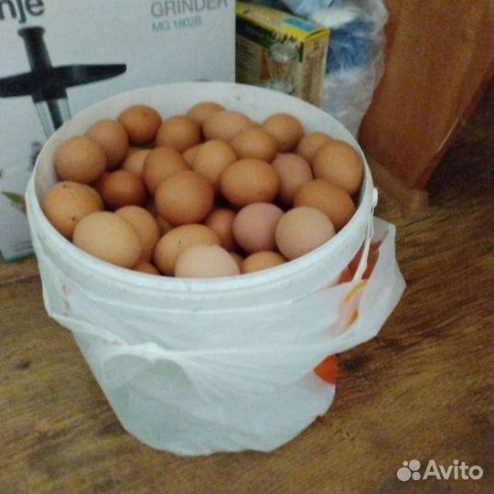 Домашние куриные яйца