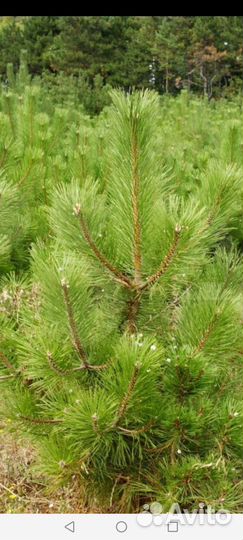 Сеянцы саженцы Сосна крымская