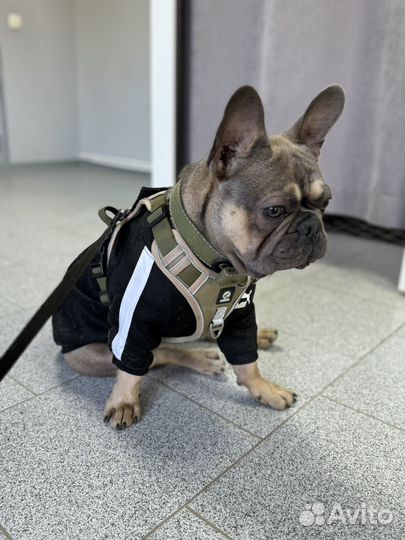 Французский бульдог вязка