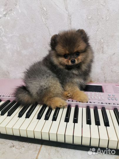 Померанский шпиц