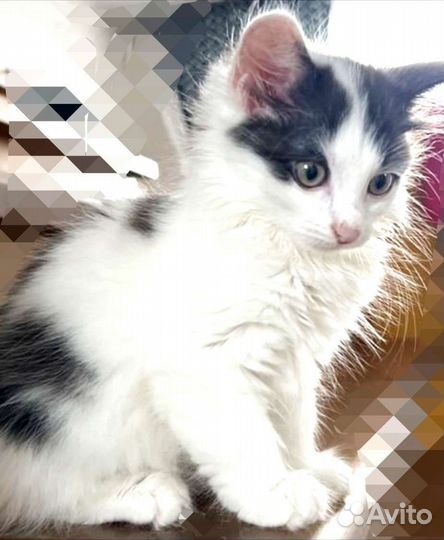 Ласковый красавчик мальчик 2мес