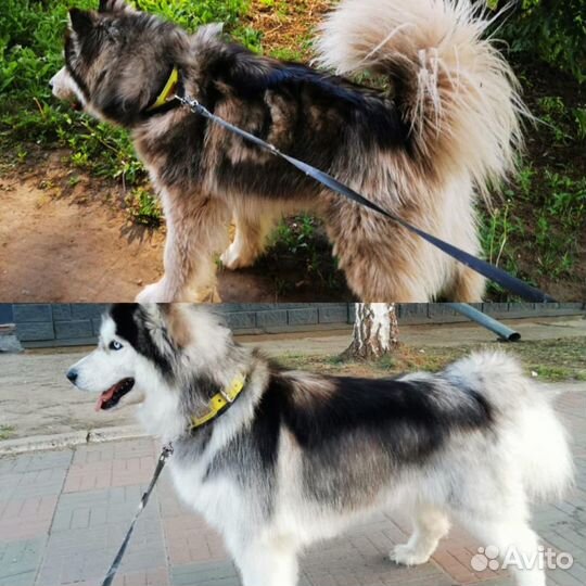 Стрижка собак и кошек в салоне «Хвостун»