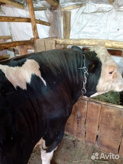 Быки на мясо