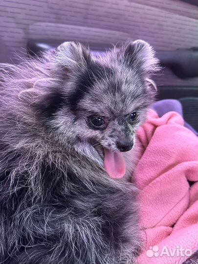 Собака в добрые руки шпиц