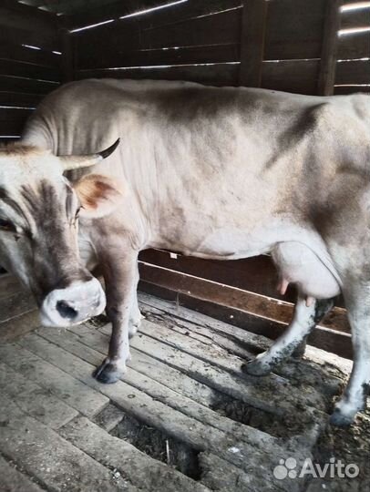 Корова дойная