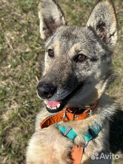 Тимка (приют, около 5 лет)