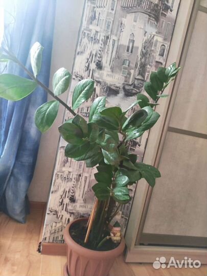 Замиокулькас, пальма