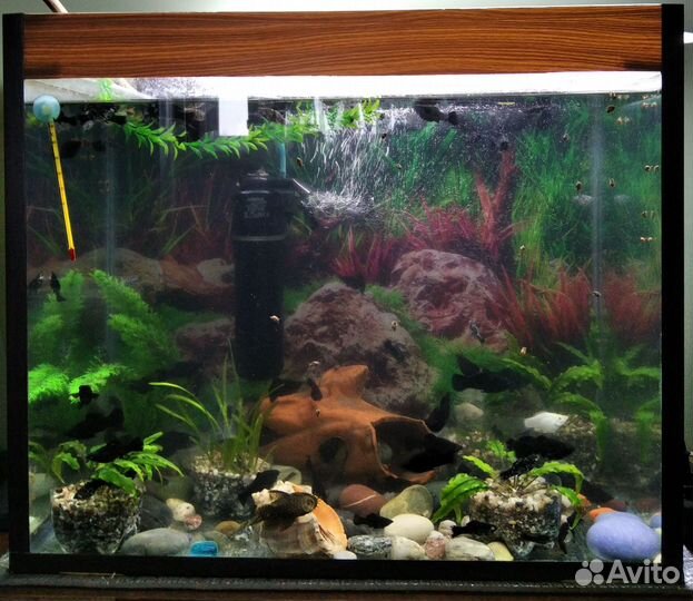 Аквариум и рыбки