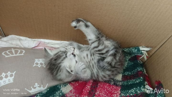 Шотландские вислоухие котята и кот на вязку