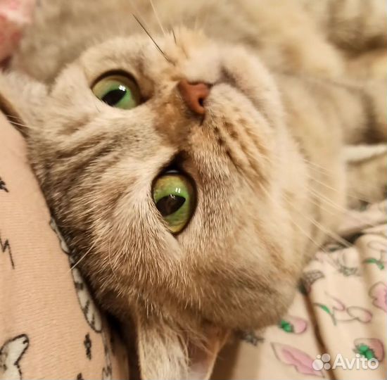 Шотландские кошечки