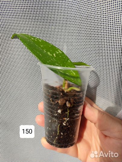 Хойя Пубикалис Сплеш