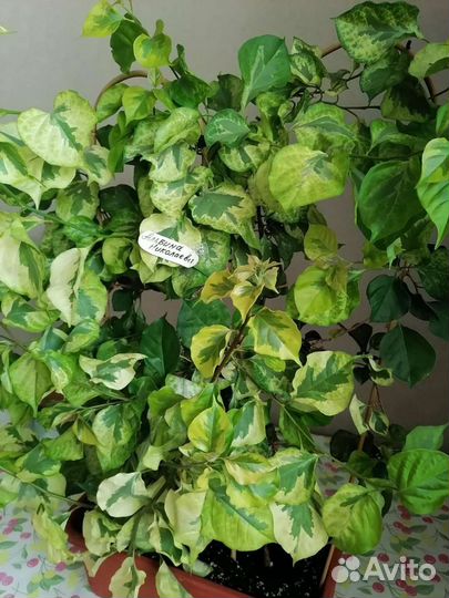 Бугенвилия Sun Diego. Пентасы 15 сортов