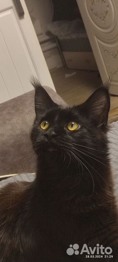 Мейн-кун вязка