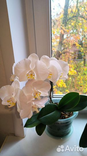 Орхидея фаленопсис белая