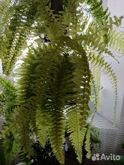 Комнатные цветы