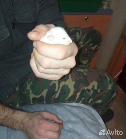 Крыса дамбо