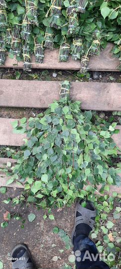 Рассада помидор