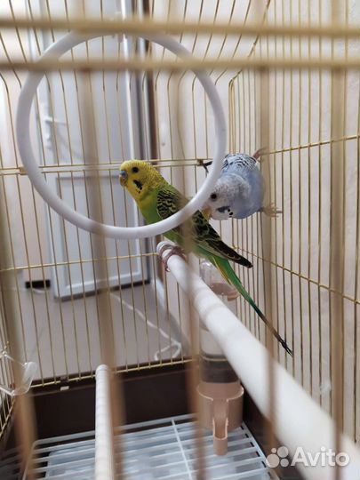 Волнистый попугай с клеткой