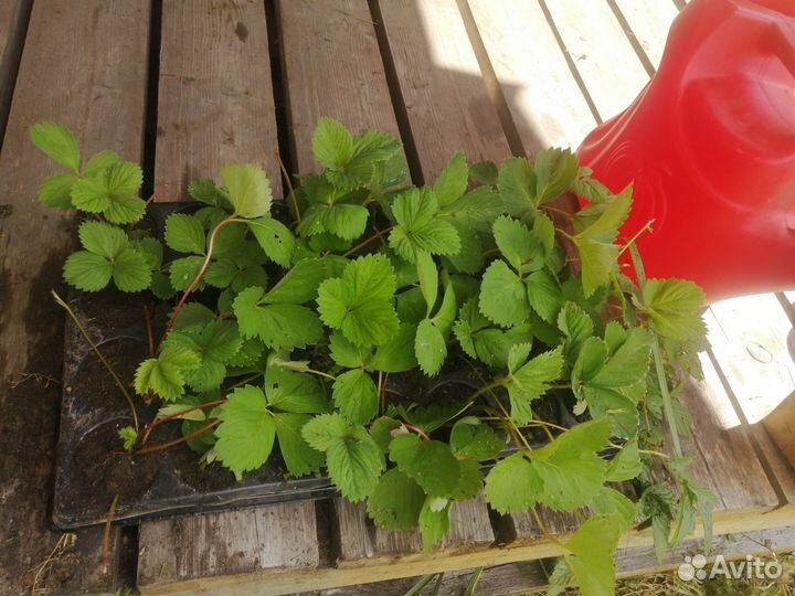 Рассада клубники