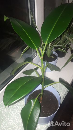 Фикус Робуста