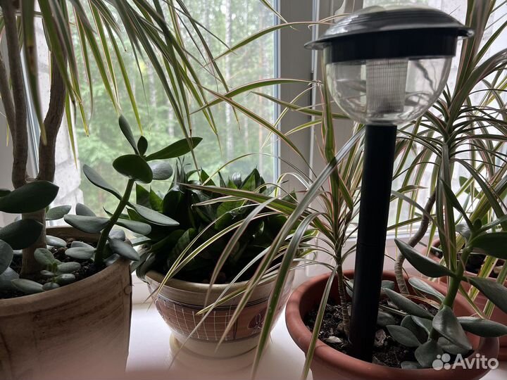 Денежное дерево Крассула