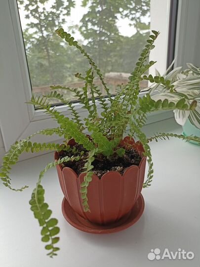 Папоротник нефролепис