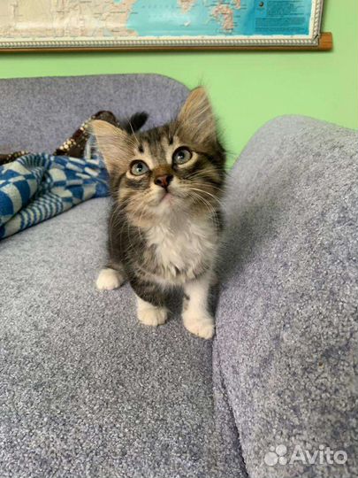 Плюшевый мальчишка