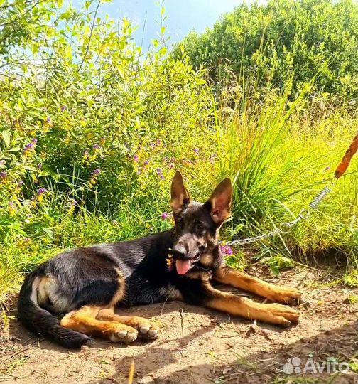 Достойная девочка немецкой овчарки РКФ