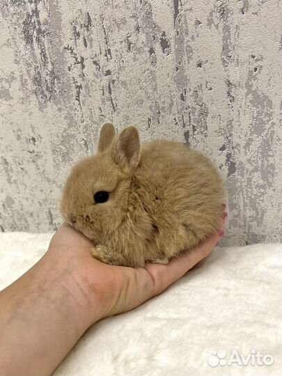 Карликовый кролик минор девочка и мальчик