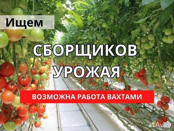 Сборщик урожая