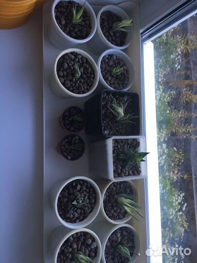 Суккуленты