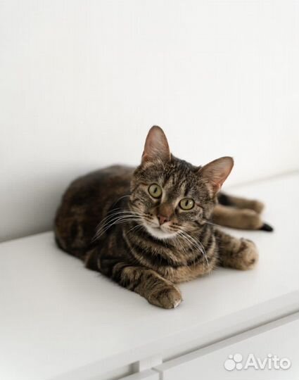 Красавица Кася 1 год в поисках дома