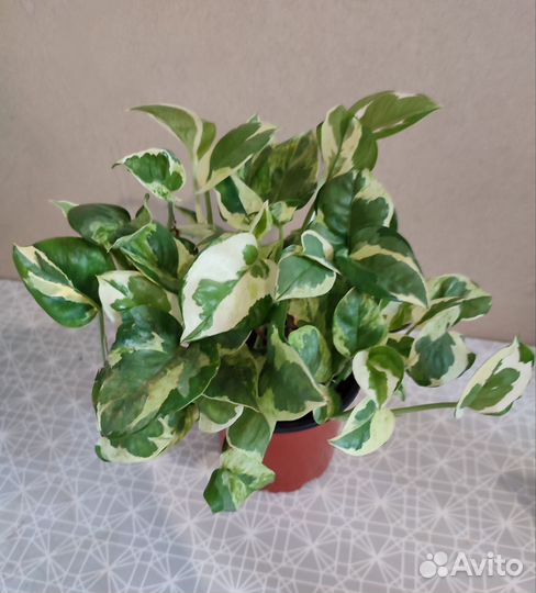 Сциндапсусы (эпипремнумы)