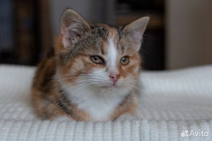Котенок девочка трехцветная