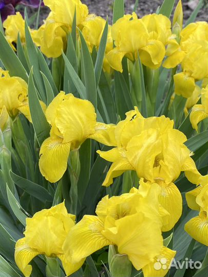 Ирисы карликовые желтые и фиолетовые
