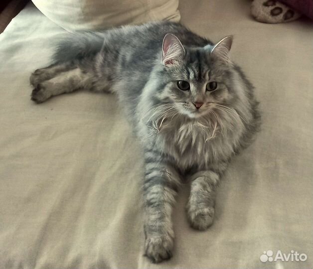 Пушистая игрунья