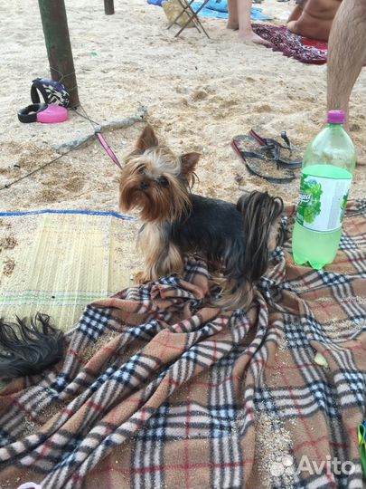 Щенки. Жених мини йорк на вязку