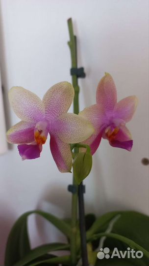 Орхидея фаленопсис Лиодоро