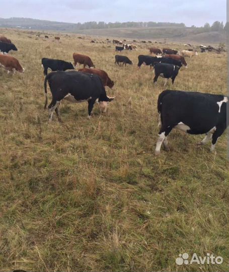 Продаётся корова