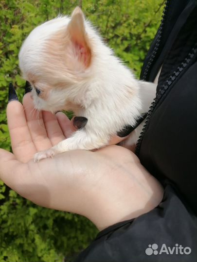 Щенки чихуахуа длинношерстные мини