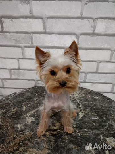 Йоркширский терьер мини вязка
