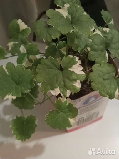 Многолетники