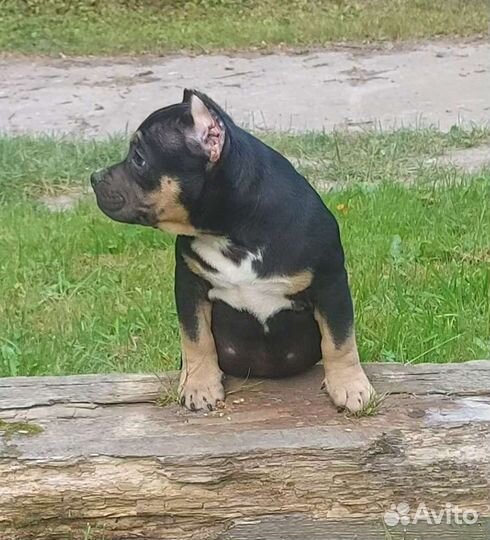 Американский булли