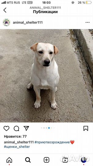 Собачули из приюта лазаревское. Доставка