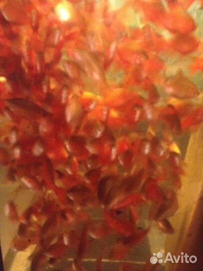 Аквариумные рыбки