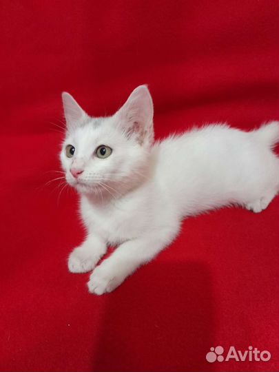 В добрые руки