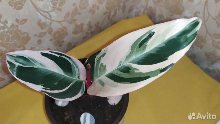 Строманта триколор