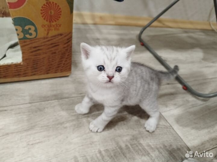 Шотландец и британец