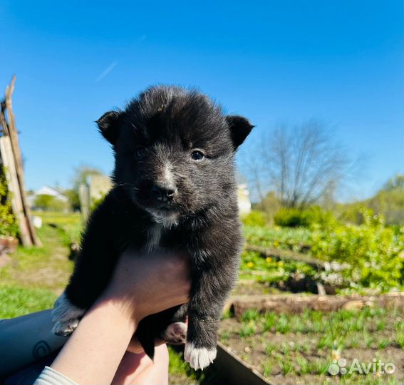 Хаски в добрые руки