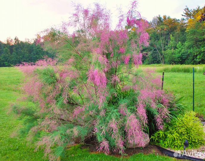 Тамарикс (бисерник)